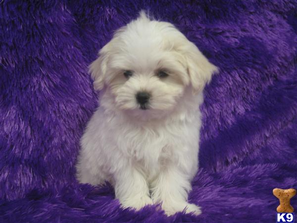 Puppies in Brashear