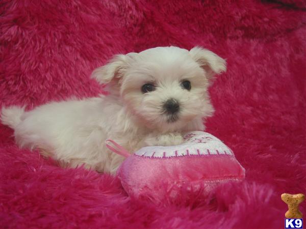 Puppies in Brashear