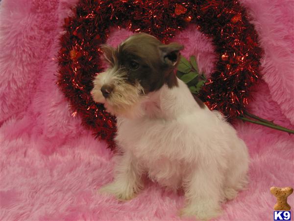 Miniature Schnauzer Puppies in TX