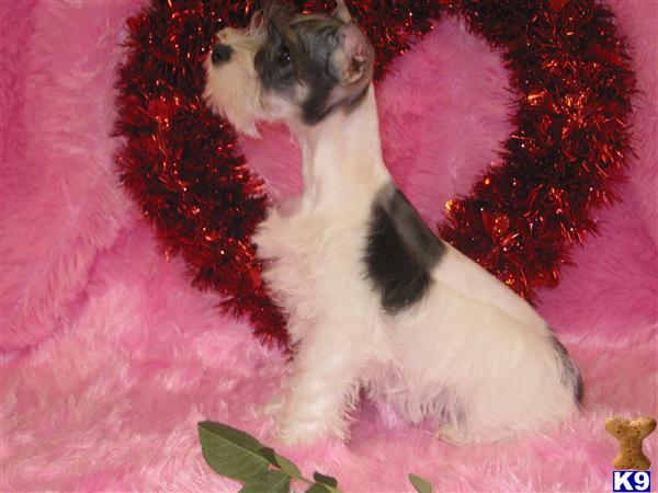 Miniature Schnauzer Puppies in TX