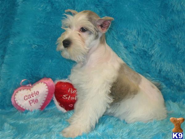 Miniature Schnauzer Puppies in TX