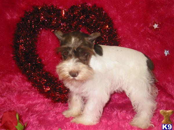 Miniature Schnauzer Puppies