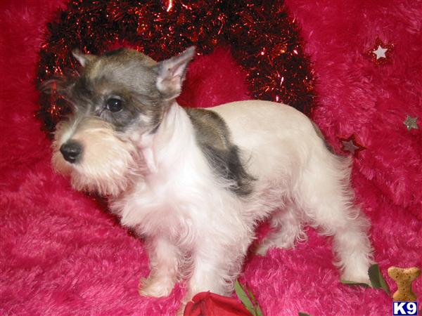 Miniature Schnauzer Puppies