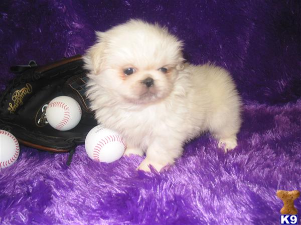 Pekingese Puppies