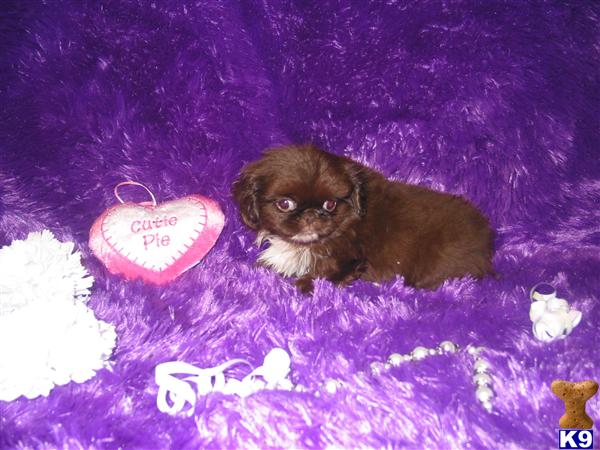 Pekingese Puppies