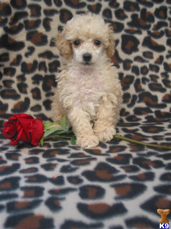 Puppies in Brashear