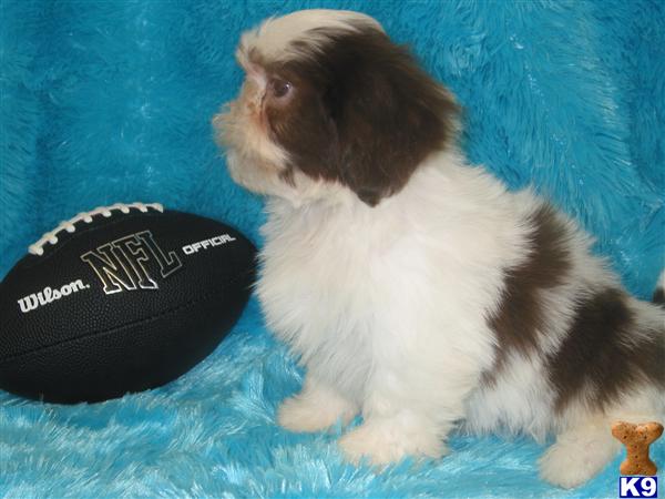 Shih Tzu Puppies in TX