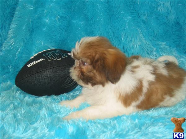 Shih Tzu Puppies in TX