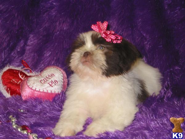 Shih Tzu Puppies in TX