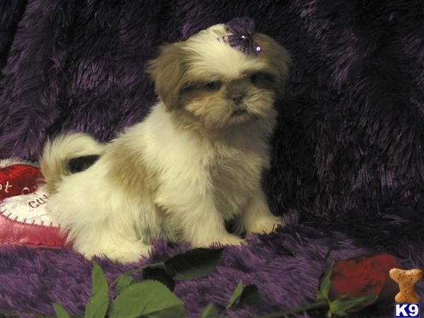 Shih Tzu Puppies in TX