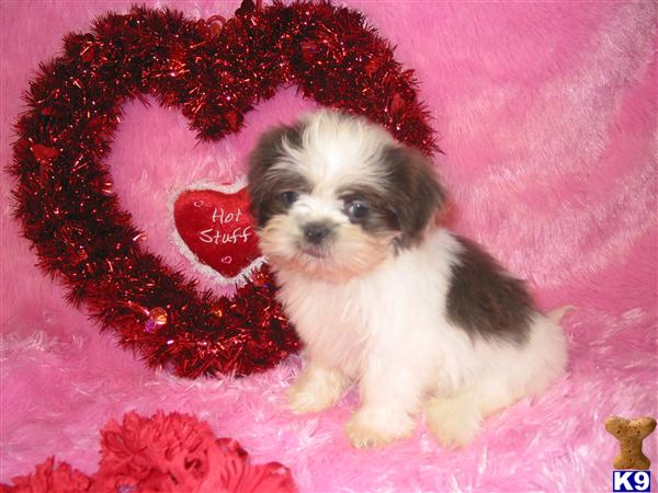 Shih Tzu Puppies