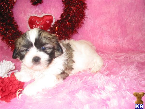 Shih Tzu Puppies