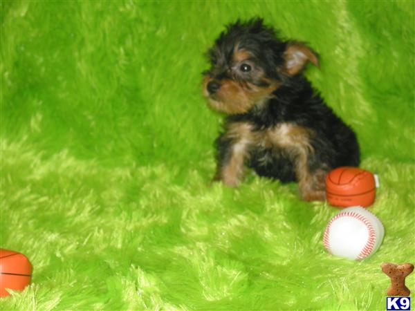 Yorkshire Terrier Puppies in TX
