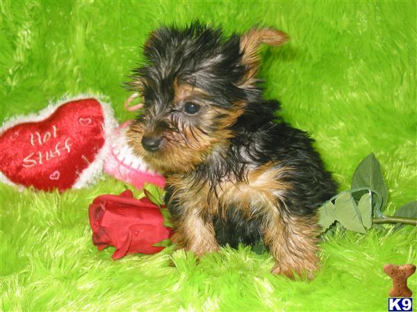 Yorkshire Terrier Puppies in TX
