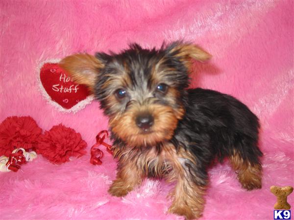 Yorkshire Terrier Puppies