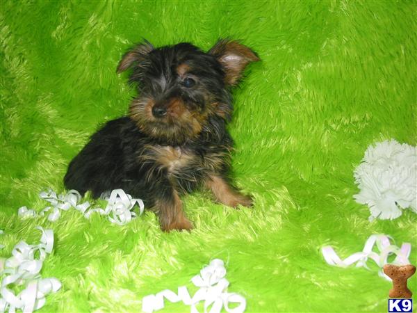 Yorkshire Terrier Puppies