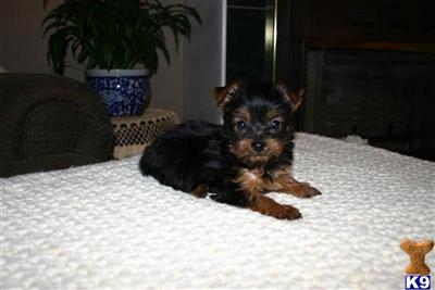 Puppies in Hazlehurst