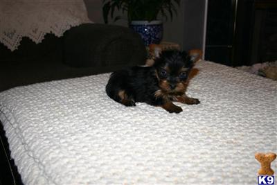 Puppies in Hazlehurst