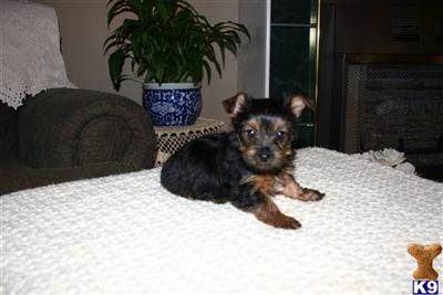 Puppies in Hazlehurst