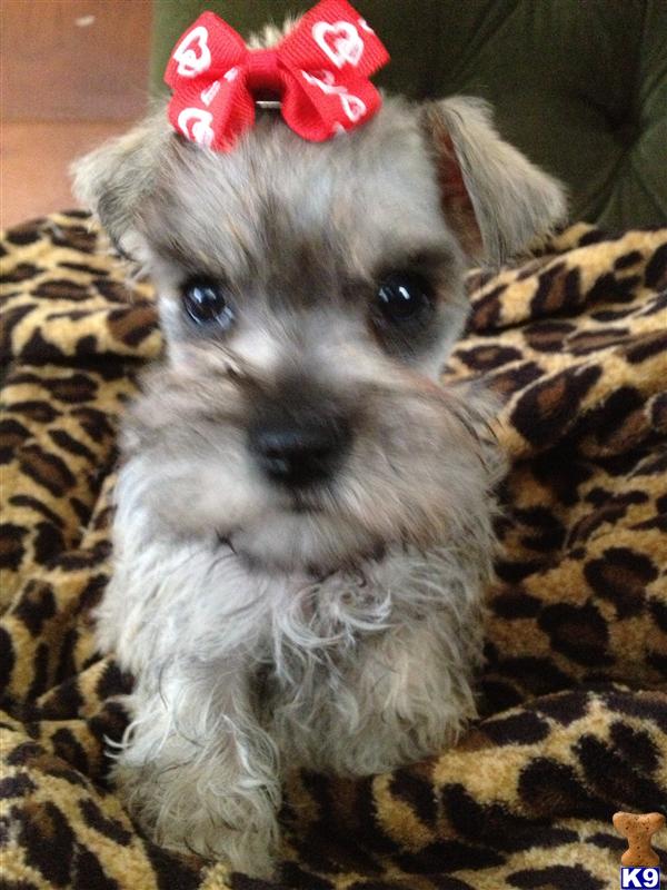 Puppies in TX