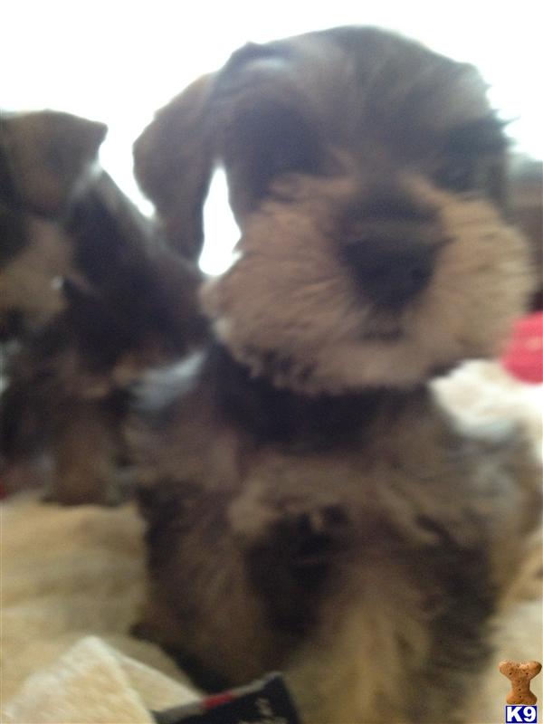 Miniature Schnauzer Puppies in TX