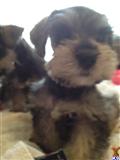 Miniature Schnauzer