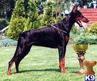 Dogs - Doberman Pinscher