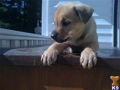 Puppies in Bonneau