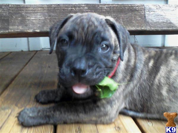 Puppies in Lees summit