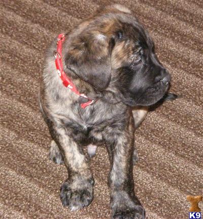 Mastiff Puppies for Sale