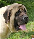 Mastiff