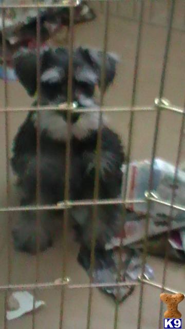 Puppies in CT