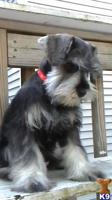Puppies in CT