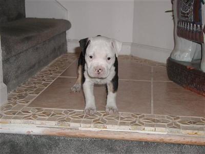 Puppies in NC