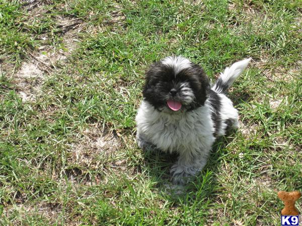 shih tzu nc document moved shih tzu nc document moved