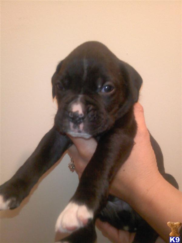 Locate Boxer Puppies for Sale in Ohio