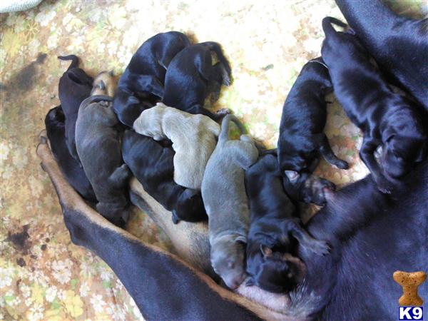 Doberman Pinscher Puppies in TX