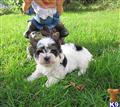 Biewer Yorkshire Terriers