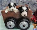 Biewer Yorkshire Terriers