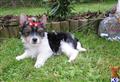 Biewer Yorkshire Terriers