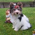 Biewer Yorkshire Terriers