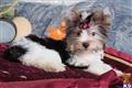 Biewer Yorkshire Terriers