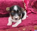 Biewer Yorkshire Terriers
