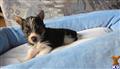 Biewer Yorkshire Terriers