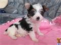 Biewer Yorkshire Terriers