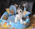 Biewer Yorkshire Terriers