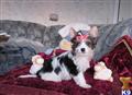 Biewer Yorkshire Terriers