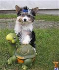 Biewer Yorkshire Terriers