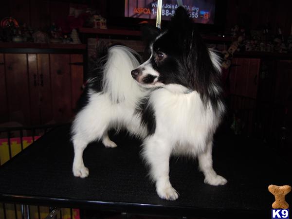 Stud Dogs - Papillon