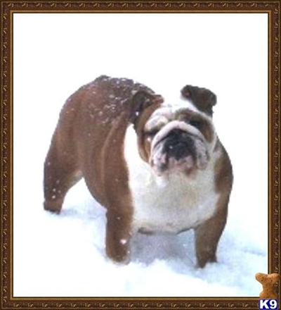 English Bulldog Puppies in OH